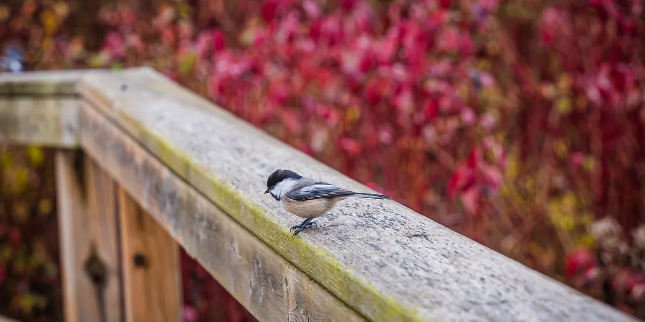A chickadee on a railing at Laurel Creek, from the operator’s page