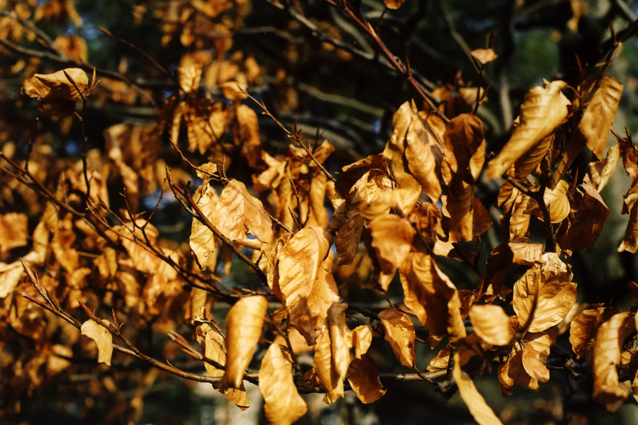 Dry leaves on a tree at the University of Waterloo rock garden